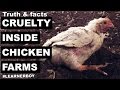 Don't be a Chicken. Seriously | Cruelty inside chicken industry/poultry farm | you must know