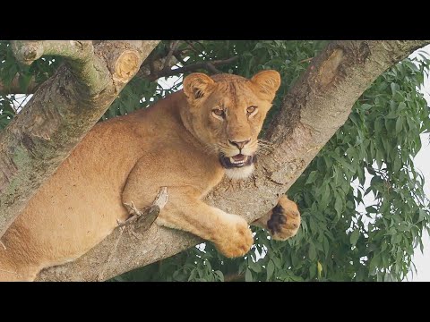 Video: Murchison Falls National Park, Uganda: Den komplette guide