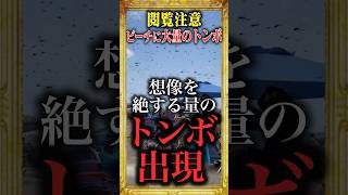 【閲覧注意】トンボが現れたらすぐ逃げろ!#雑学#shorts