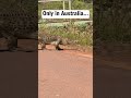 A crocodile crossing the road in Australia