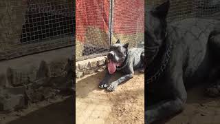 Aston The Cane Corso