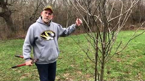 3 Scionwood Selection