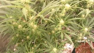 Lemonade grow
