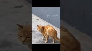 Scratching Via Bluetooth