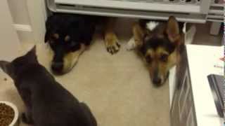 Cat Rules, Dogs Drool