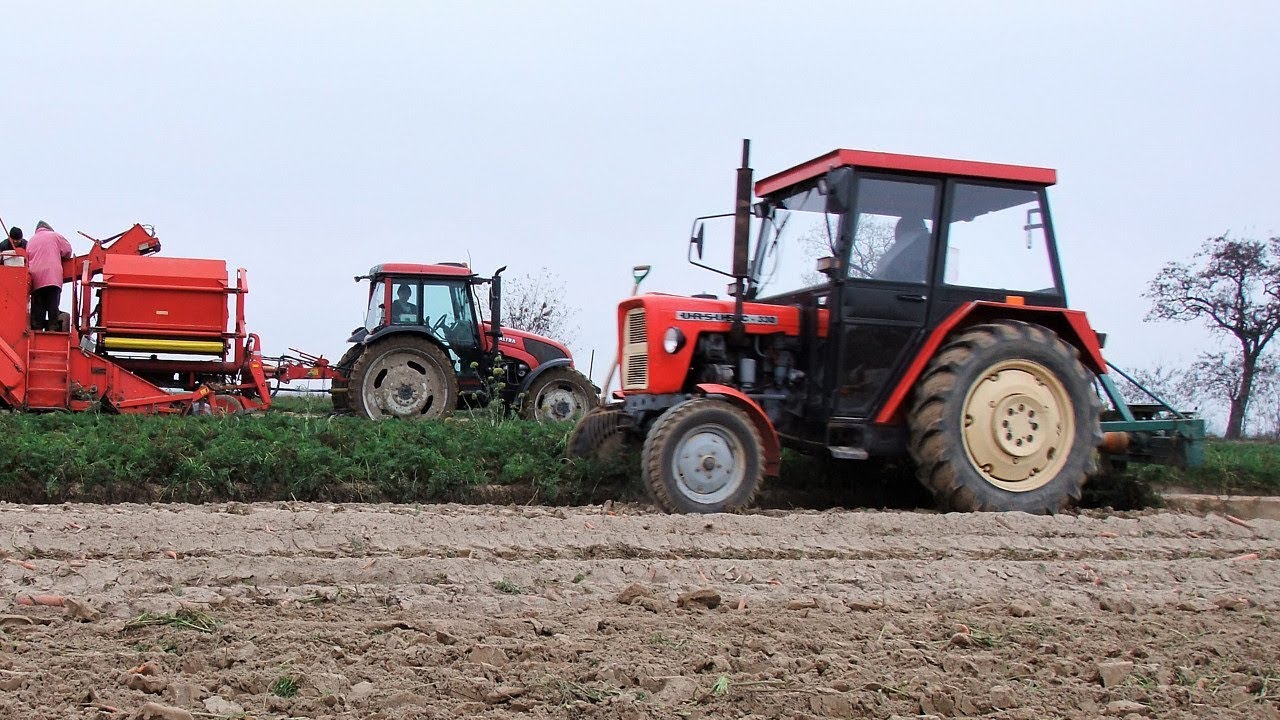 maxresdefault Valtra A 92 + Grimme SE 75 30 i Ursus C330 w marchewce   VIDEO