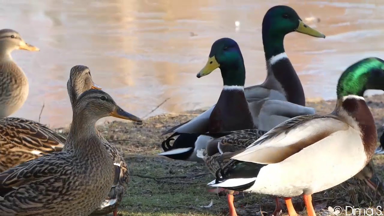 Mallard Duck Calling / Stockenten Ruf YouTube