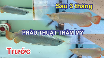 Phẩu Thuật Thẩm Mỹ Cá Rồng Huyết Long Bị Gãy Vây, Đuôi Sau 3 Tháng Kết Quả Quá Đẹp