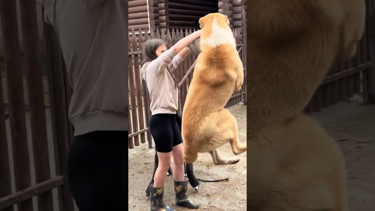 БУНТ В АЛАБАЕВО