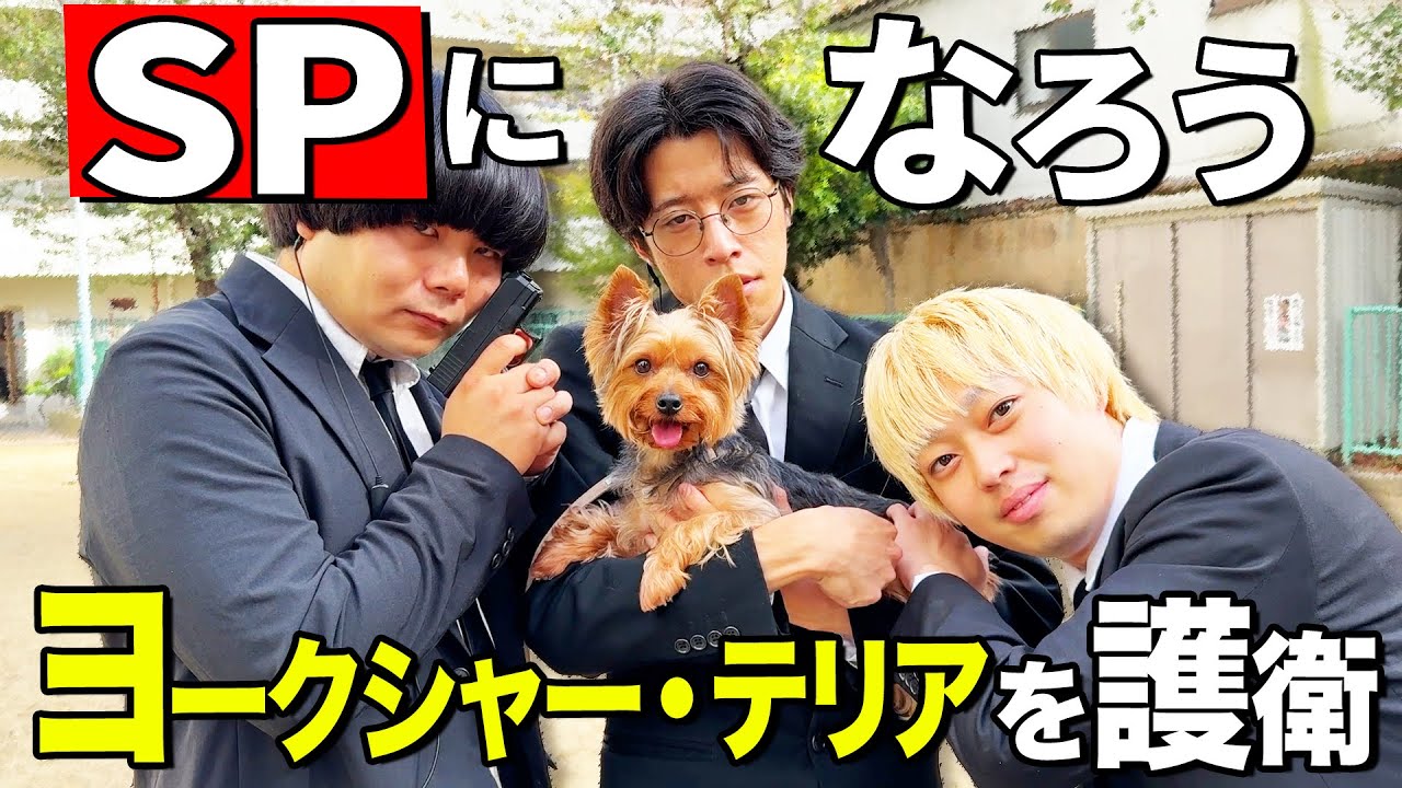 【SPになろう】ヨークシャー・テリアの散歩を護衛！！（犬）
