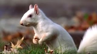 Albino Squirrels in Olney | Wildlife on One | BBC Earth