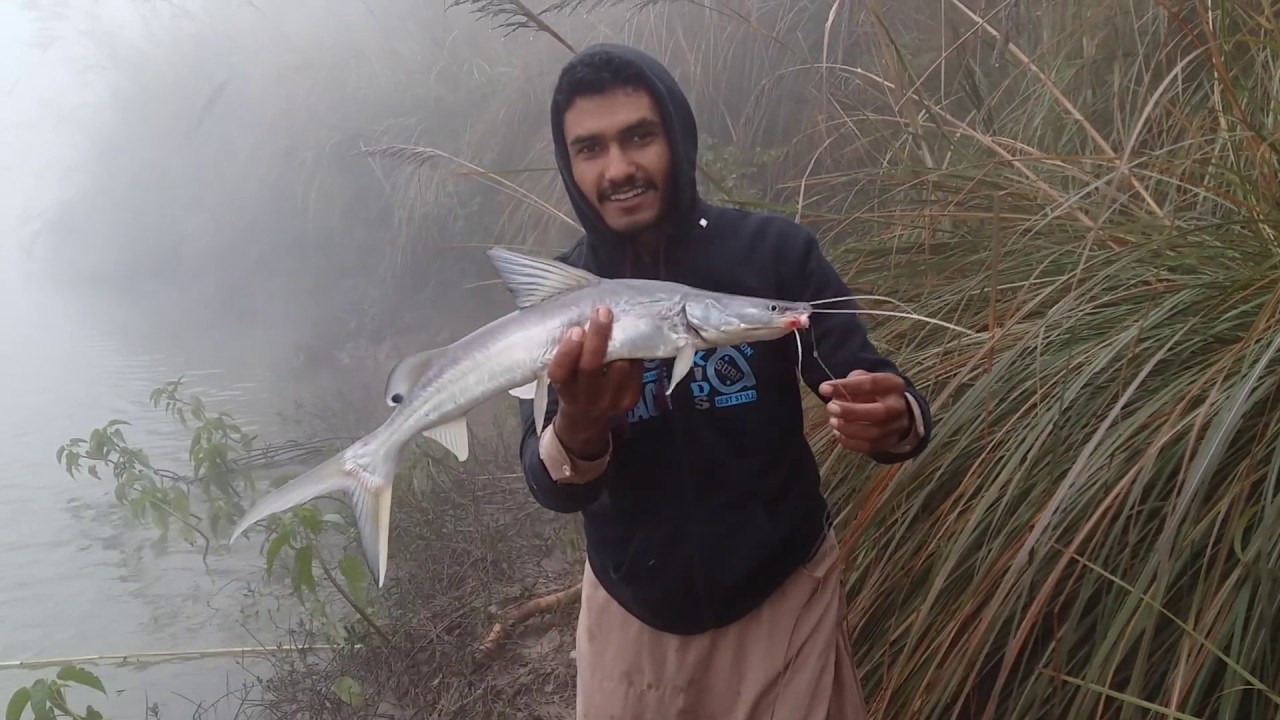 Singara fish Hunting In PakistanFishing for Khaga Catfish_Catfish