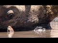 Terrapins Helping Rhino by Eating Ticks