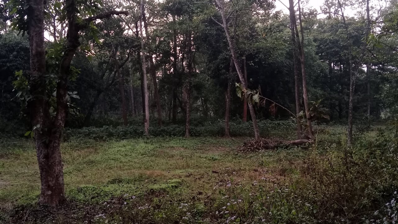 Jungle Bahut Khubsurat Dikh Raha Hai 🥰 Meri Taraf sSe AaP Sabhi Ko Happy Makar Sankranti 🙏