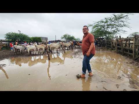 FEIRA DE GADO EM CACHOEIRINHA-PE 02-04-2026 #nordeste