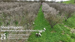 Sheep Happen: Regenerative Agriculture & Orchard Grazing