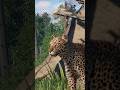 Finished African Leopard Habitat in the Elm Hill City Zoo! 🐆 | Planet Zoo