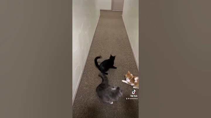 Cats chasing the laser pointer
