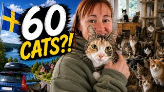Our Relative Has 60 Cats...