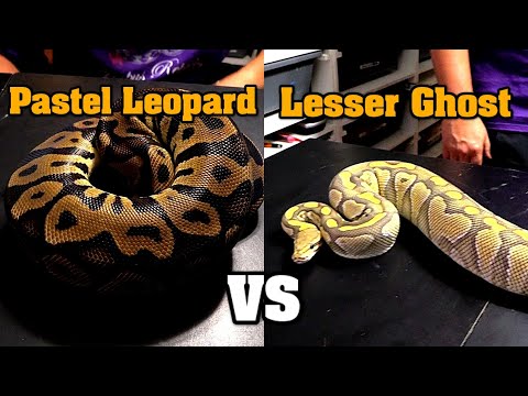 Lesser Ghost vs Pastel Leopard hardest choice to make yet?  Which ball python??