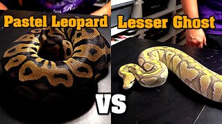 Celebrity Lesser Ghost vs Pastel Leopard hardest choice to make yet?  Which ball python?? Profile