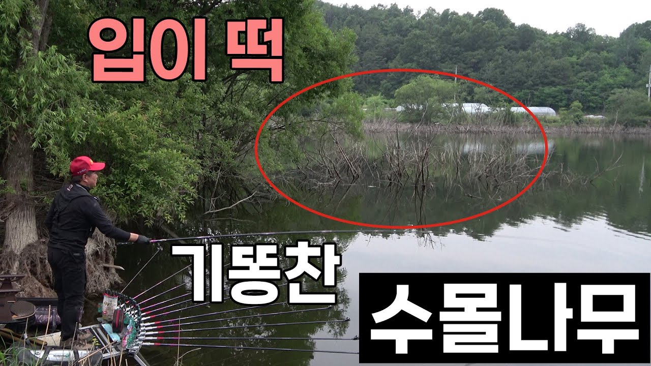 낚시꾼 환장하는 수몰나무 붕어 포인트 붕어낚시