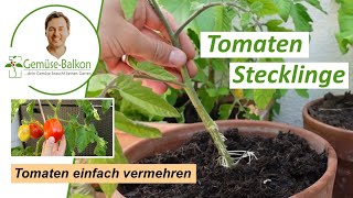 Tomaten  aus Stecklingen ziehen  - Tomaten schnell vermehren