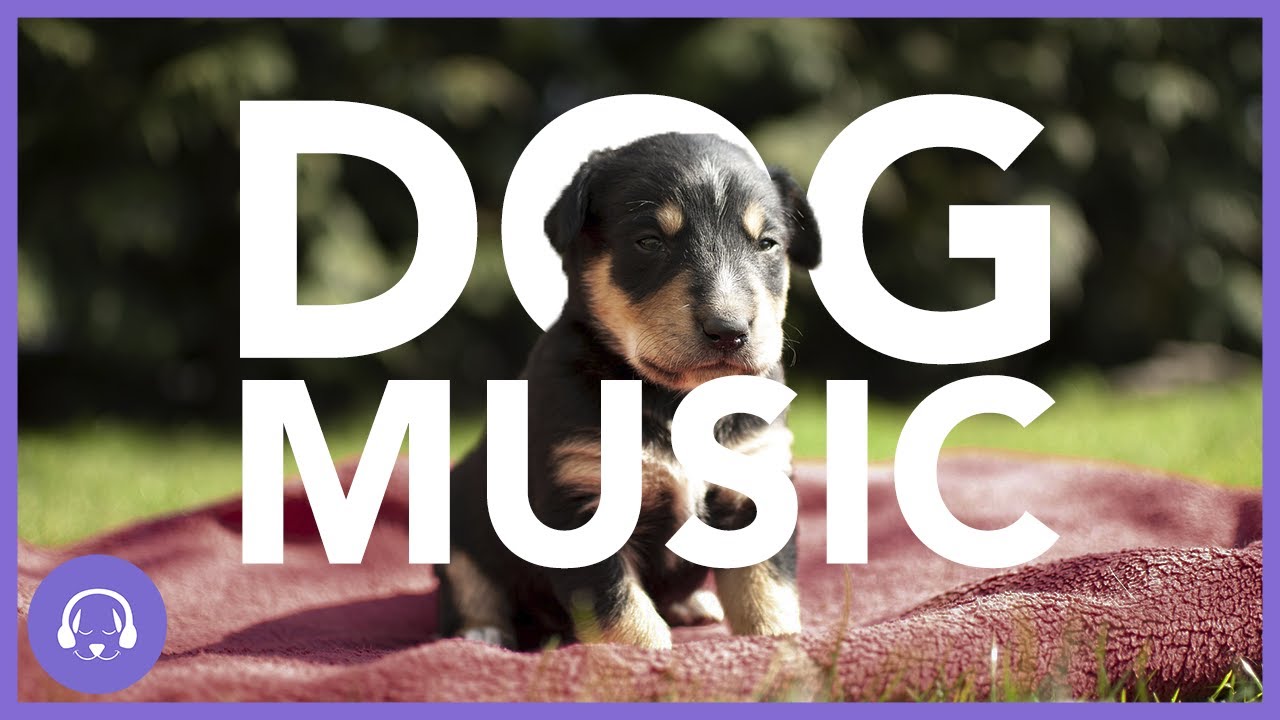 Soothing Dog Therapy Music - INSTANTLY Calm My Dog Down! (TESTED) - YouTube