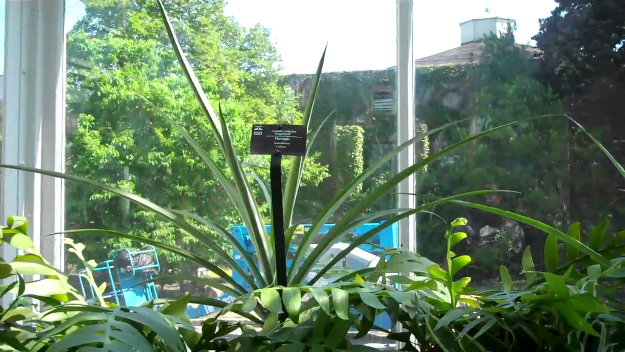 Toledo Zoo Greenhouse.MP4 YouTube