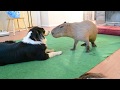 Dog and capybara