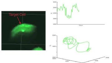 Nanog GFP Time Series and Attractor