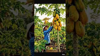 Farmers cultivate papaya but some wolves come and destroy the papaya trees #india #viral #shorts