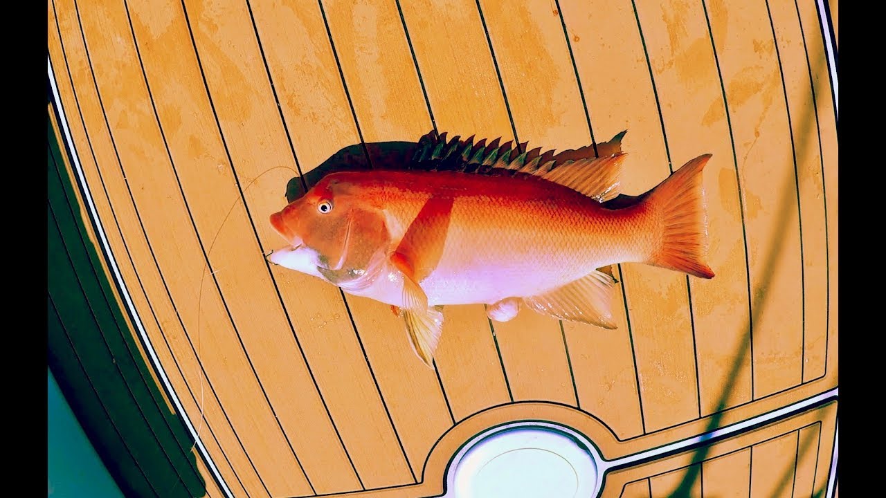 Fishing Anacapa Island bottom fishing sheephead, rockfish, whitefish