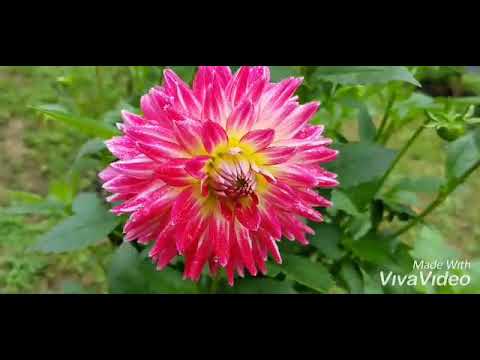 flowers in the window beautiful flower