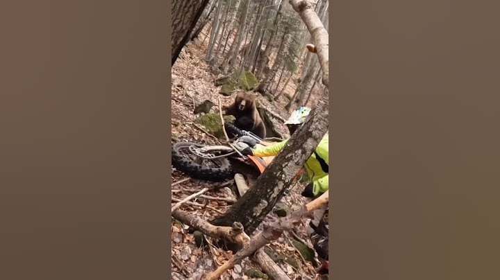 Dirt bike wakes hibernating bear