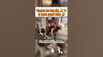 youtoo ko bot din 😱🦮 ki baat azadi Mila 🤣#ginnipandey #youtoo #fun #azadi #reaction