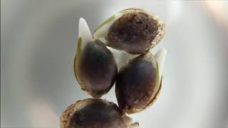 How I like Germenating Seeds Ft. Primal Punch S1 testers From @medgrower1