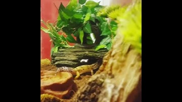 LEOPARD GECKO VS. HUGE GRASSHOPPER