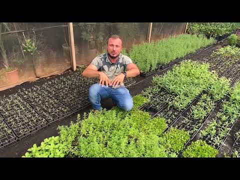 Vídeo: O que é orégano grego: Aprenda sobre o cultivo de ervas de orégano grego