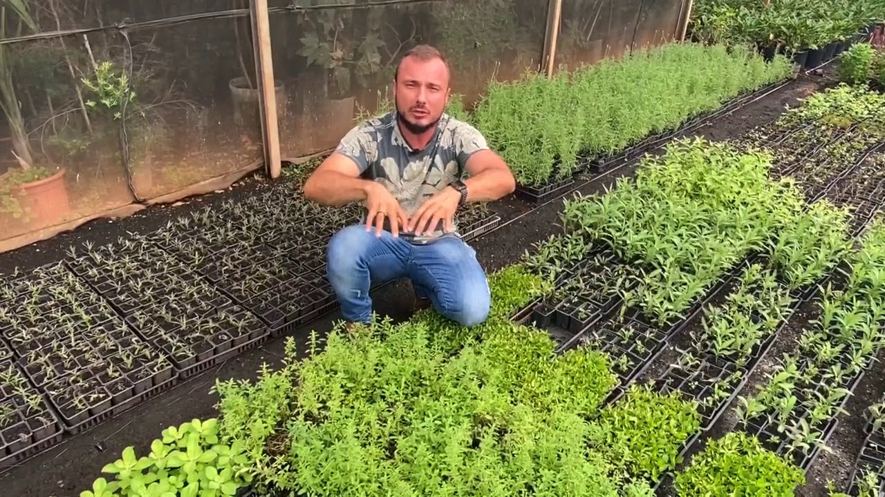 Como cultivar ORÉGANO EM CASA | Murilo Soares | Spagnhol Plantas