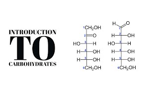 Introduction To Carbohydrates | ما هي الكربوهيدرات؟