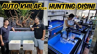 BORONG IKAN LANGUSNG KE IMPORTIR BESAR  STOCK IKANNYA MENCAPAI MILIARAN   QUALITY GOLDFISH