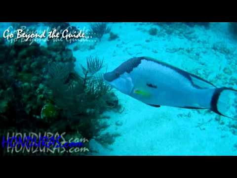 Fish ID Challenge - HONDURAS.com