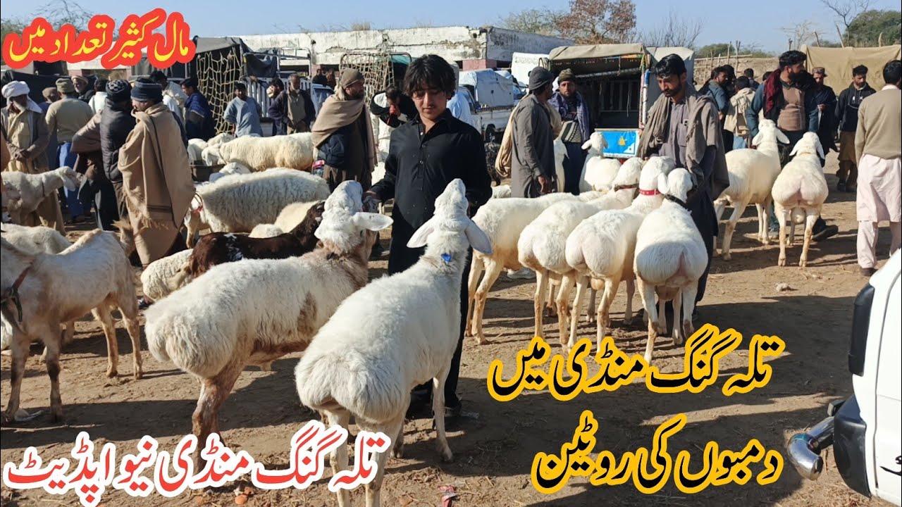 بکرا منڈی۔ دمبوں کی مشہور ترین تلہ گنگ منڈی۔ Talagng dumba Mandi new update- turkey dumba sheep