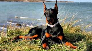 Choosing a Doberman Pinscher💥What to Consider Before Bringing One Home💚 by Pets Avenues 531 views 11 months ago 2 minutes, 48 seconds