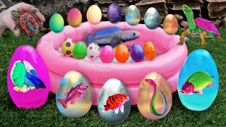 Colorful Surprise Eggs, Duck, Ducklings, Lobster, Snake, Koi Fish, Frog, Butterfly Fish, Goldfish