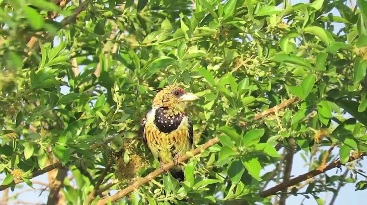 Crested Barbet male and female calling to each other