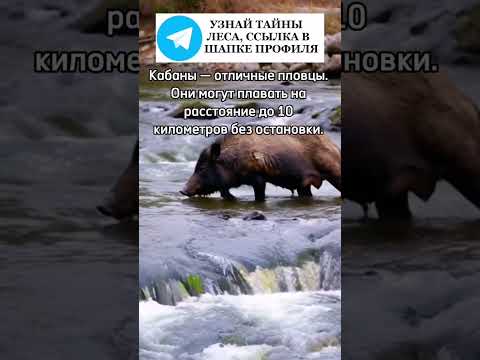 Кабаны отличные пловцы #кабан #кабаны #животные #лес #природа #кабанчик