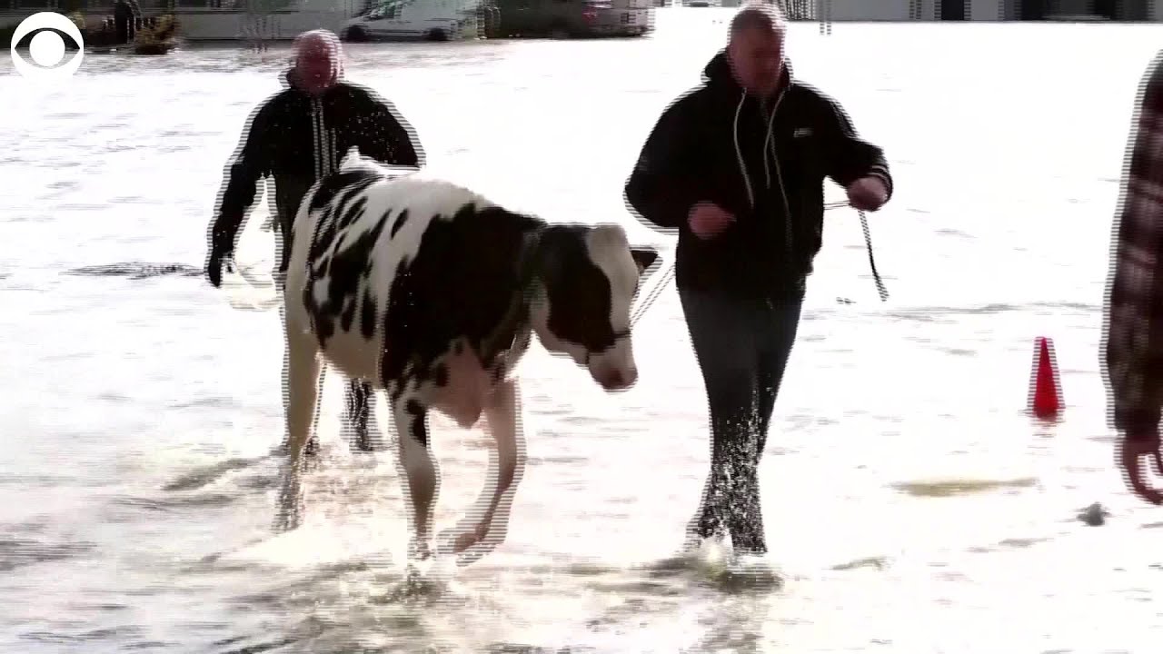 WEB EXTRA: Cattle Rescued From Flooded Farm In Canada - YouTube