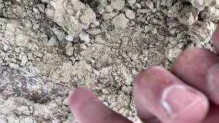 Found A Decent Fossil Oreodont Skull